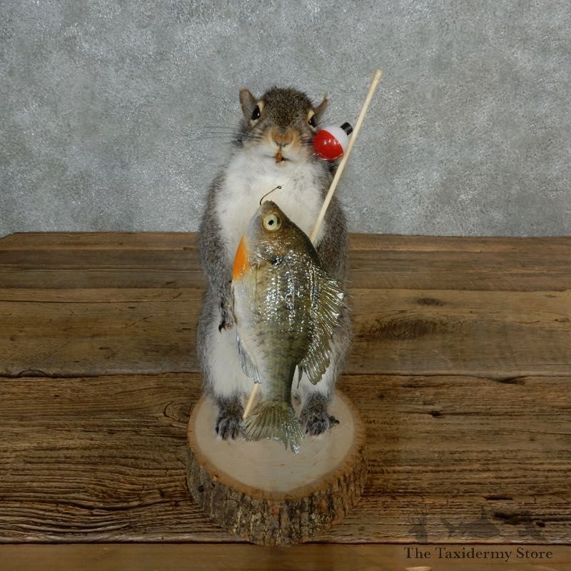 Fishing Squirrel Novelty Mount For Sale #17131 @ The Taxidermy Store