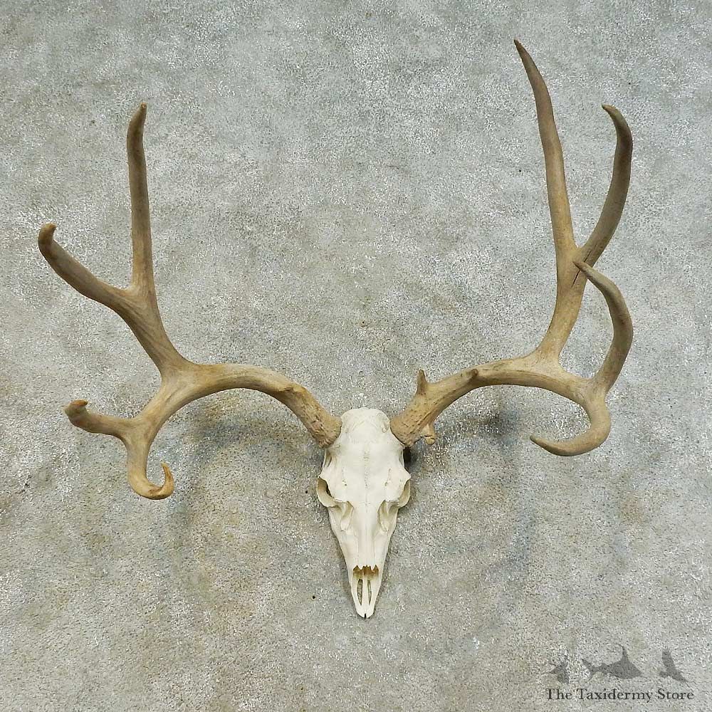 Mule Deer Skull European Mount For Sale #16283 @ The Taxidermy Store