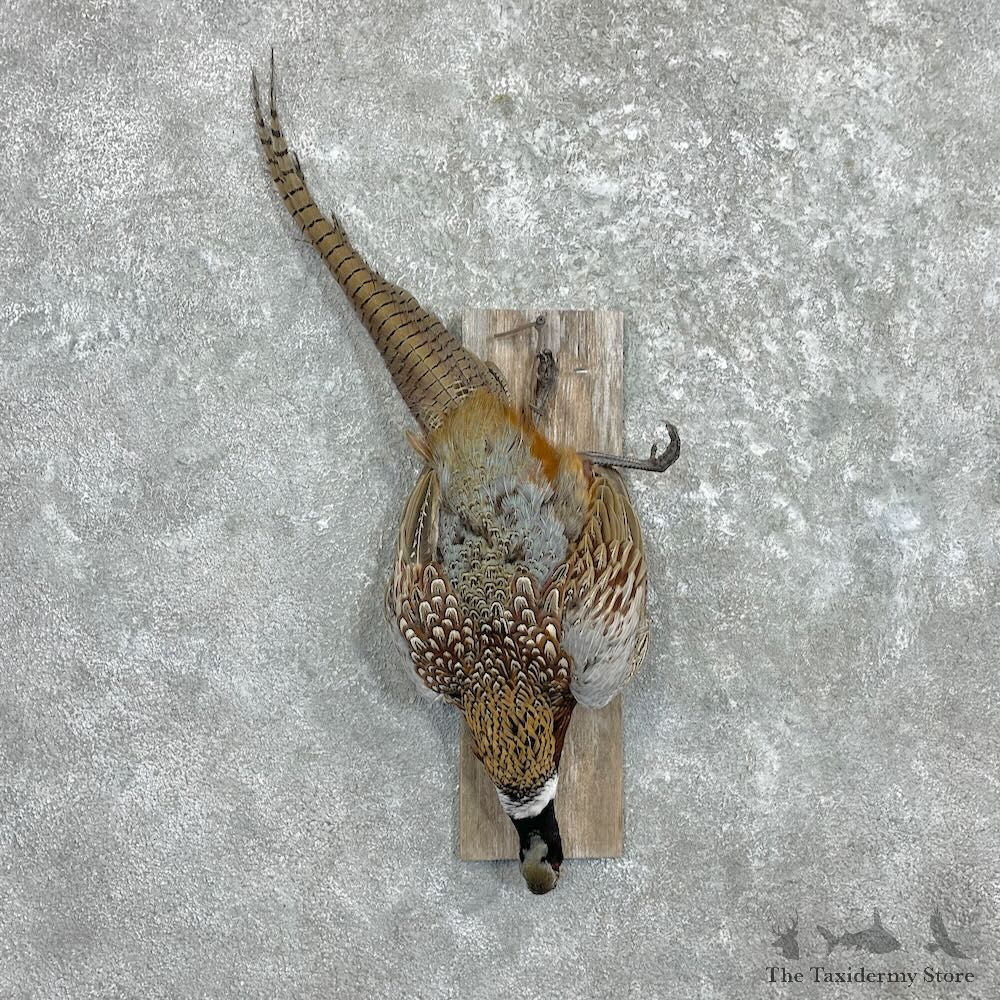 Ringneck Pheasant Harvest Mount For Sale #27317 @ The Taxidermy Store