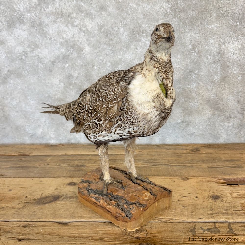 Greater Sage Grouse Bird Mount For Sale #29976 @ The Taxidermy Store