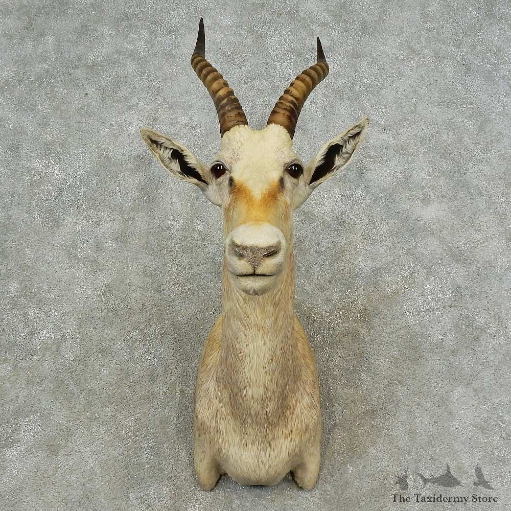 White Blesbok Shoulder Mount For Sale #16717 @ The Taxidermy Store
