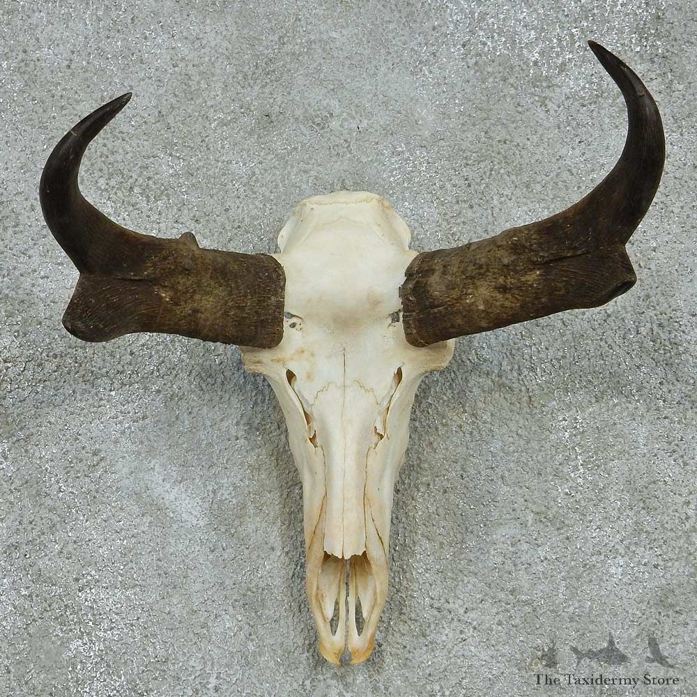 Pronghorn Skull Horns European Mount #13533 For Sale @ The Taxidermy Store