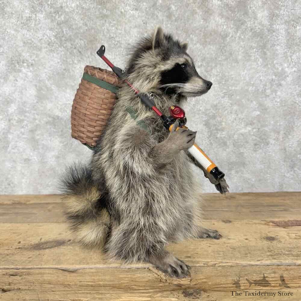 Fishing Raccoon Novelty Mount For Sale #30806 @ The Taxidermy Store