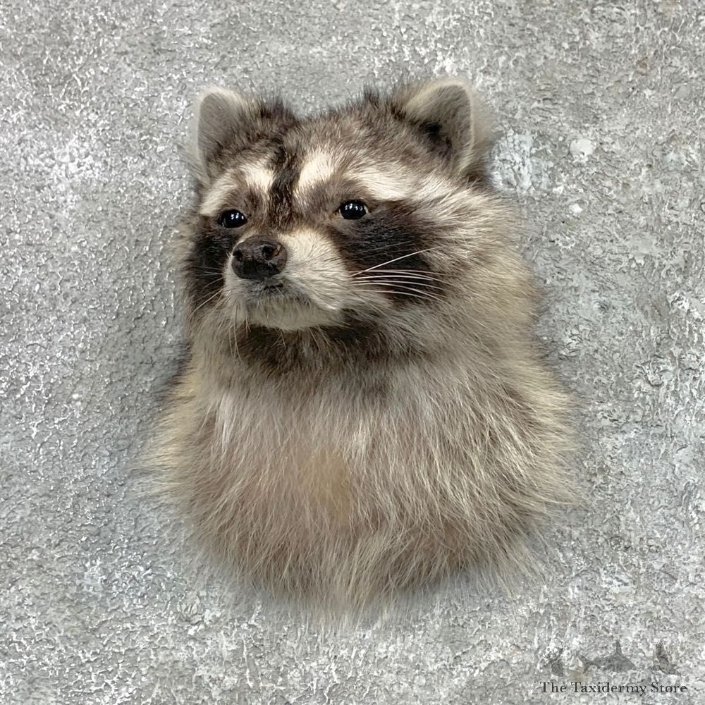 Raccoon Shoulder Mount For Sale #23063 @ The Taxidermy Store