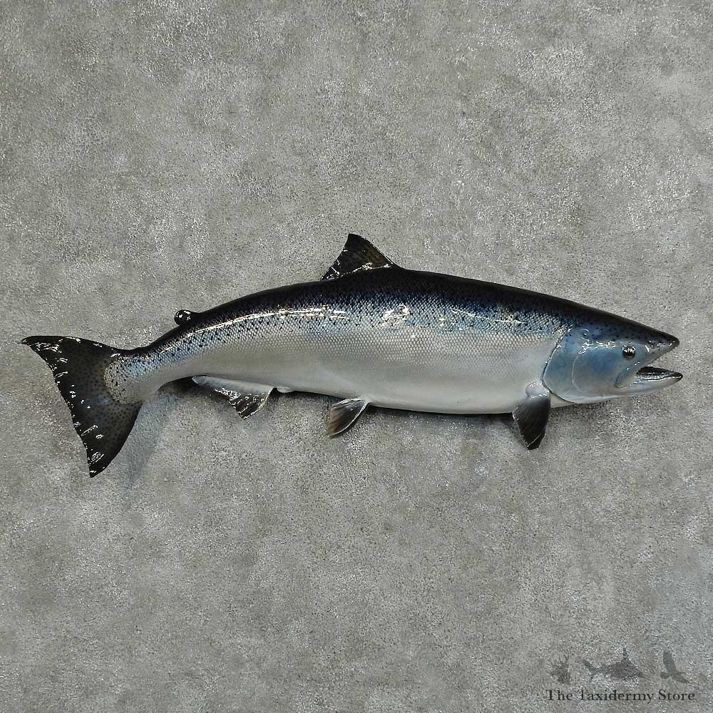 Silver Salmon Fish Mount For Sale #16054 @ The Taxidermy Store