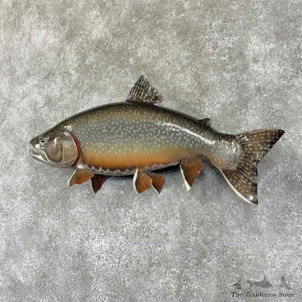 Brook Trout Fish Mount For Sale #30753 @ The Taxidermy Store
