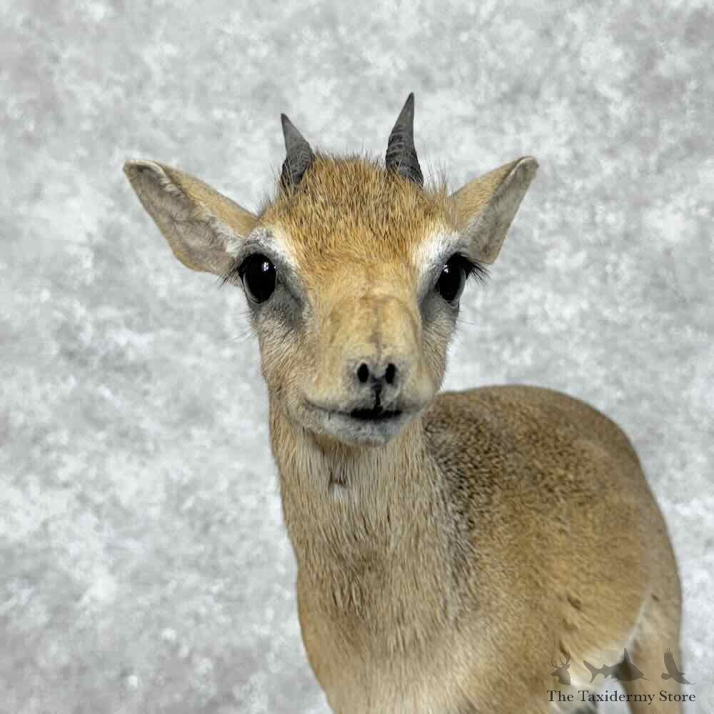 Kirks Dik-Dik Life-Size Mount For Sale #31148 @ The Taxidermy Store