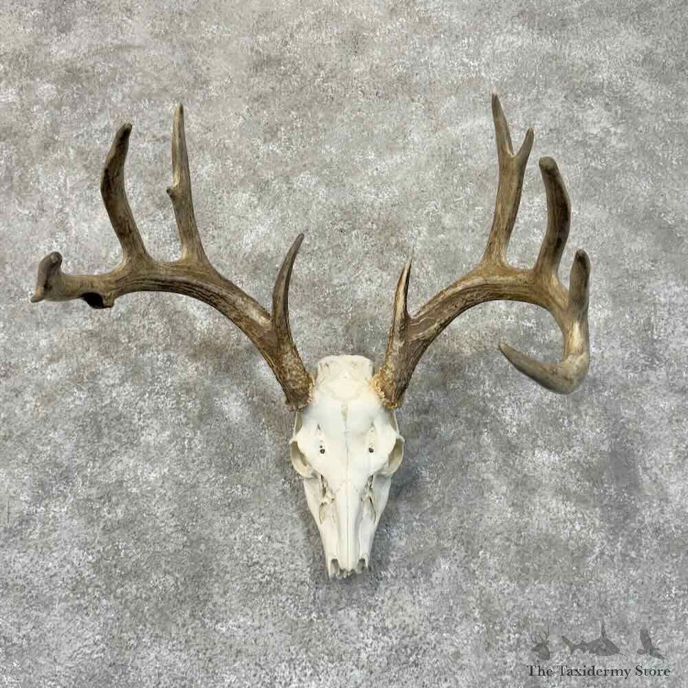 Whitetail Deer Skull European Mount For Sale #30529 @ The Taxidermy Store