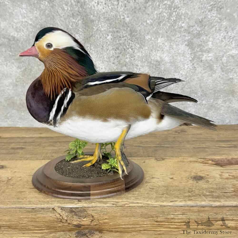Mandarin Duck Bird Mount For Sale #31087 @ The Taxidermy Store