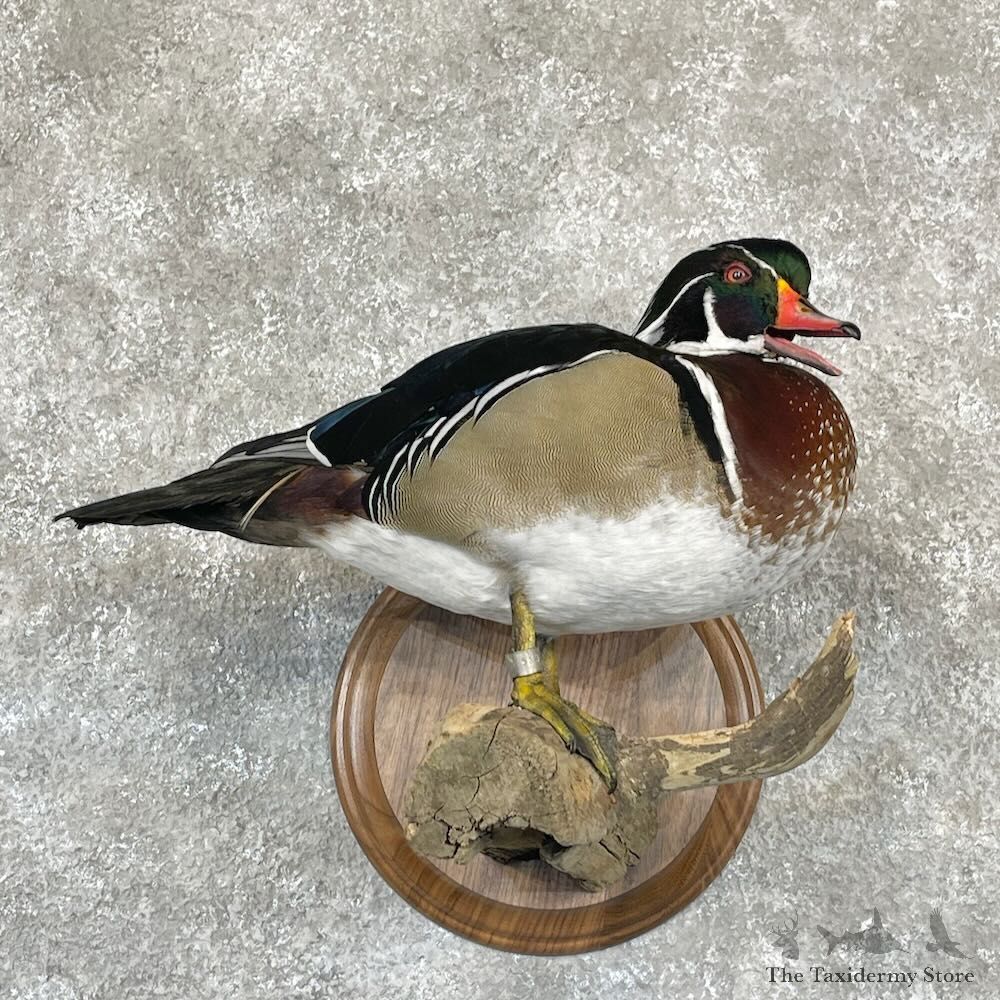 Wood Duck Bird Mount For Sale #28122 @ The Taxidermy Store