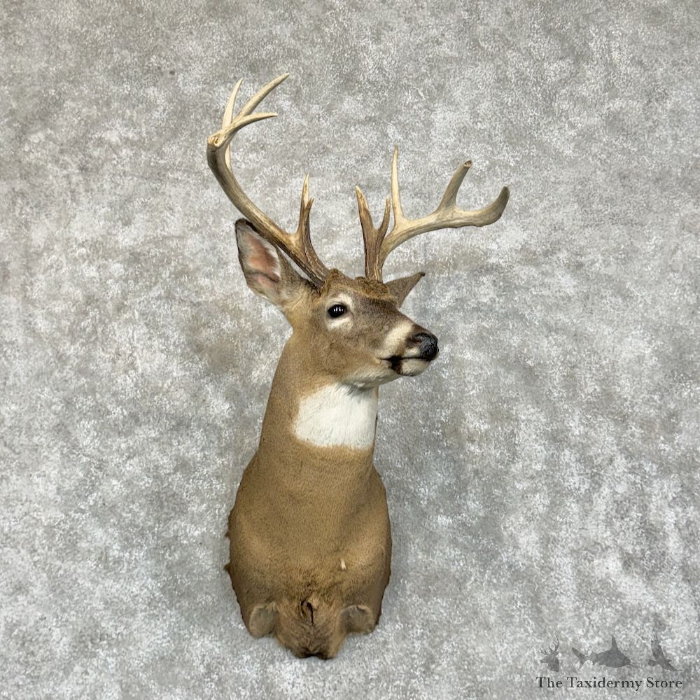 Whitetail Deer Shoulder Mount For Sale #29391 - The Taxidermy Store