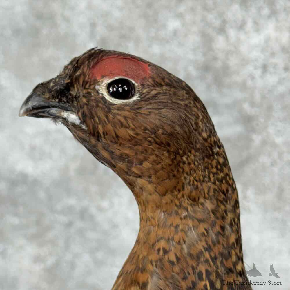 Willow Ptarmigan Mount For Sale #31824 @ The Taxidermy Store