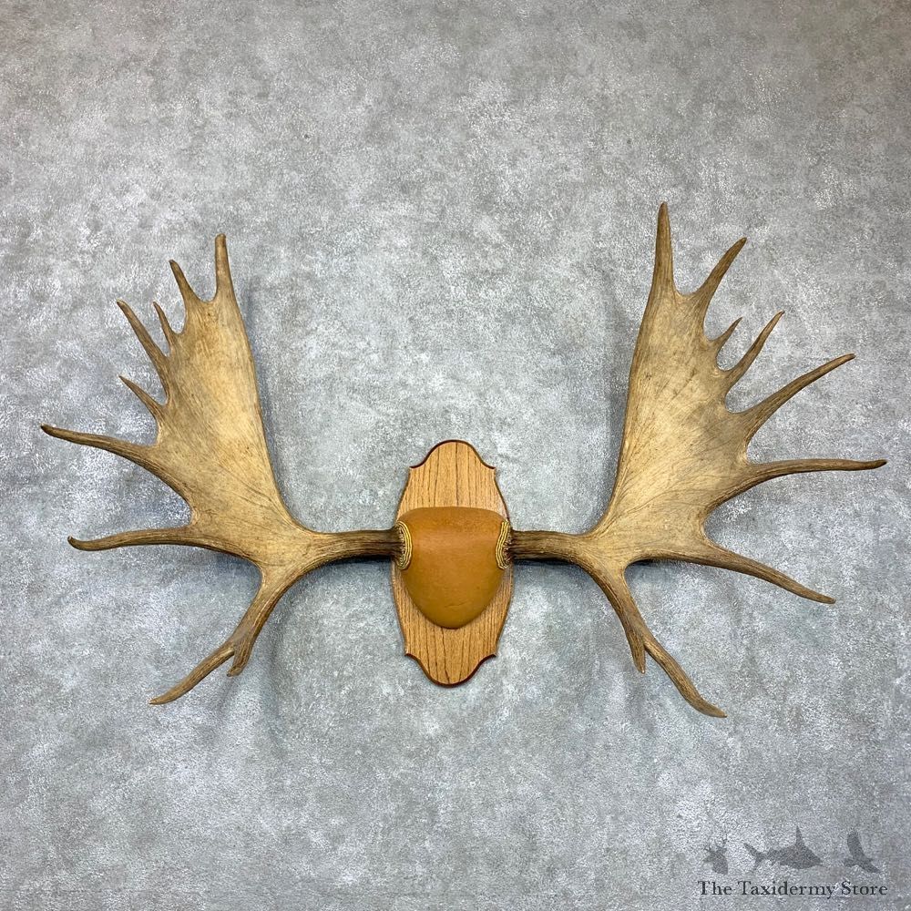Western Canada Moose Antler Plaque For Sale #23130 @ The Taxidermy Store