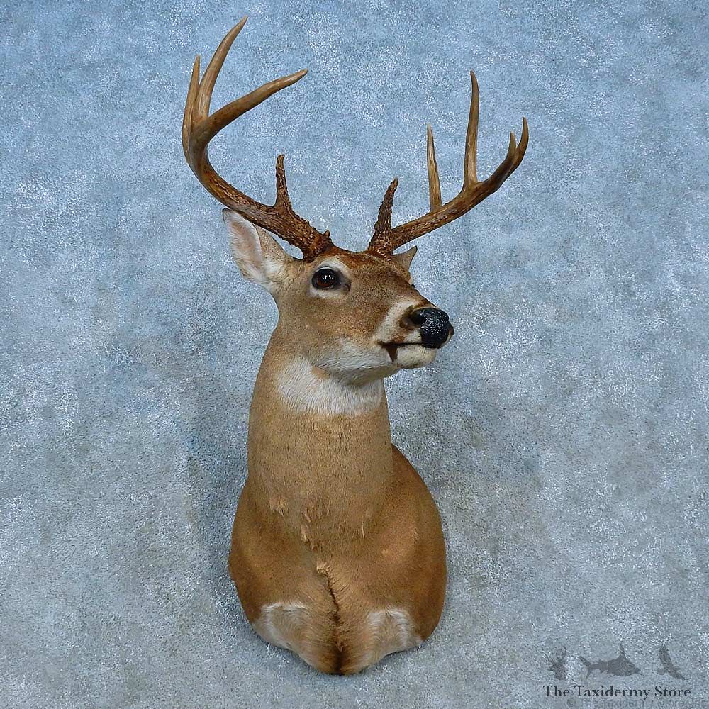 Whitetail Deer Shoulder Mount For Sale #15552 @ The Taxidermy Store