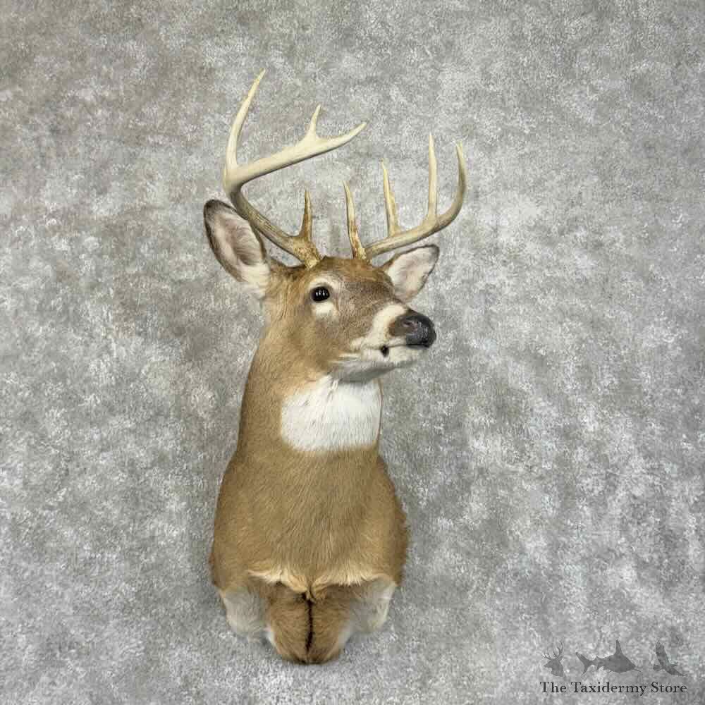Whitetail Deer Shoulder Mount For Sale #31491 @ The Taxidermy Store