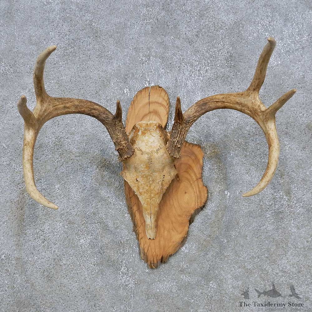 Whitetail Deer Antler Plaque Mount For Sale #14771 @ The Taxidermy Store