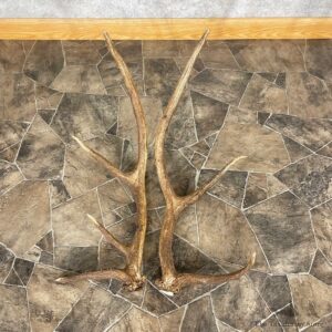 Elk Antler Craft Pack For Sale #25095 @ The Taxidermy Store