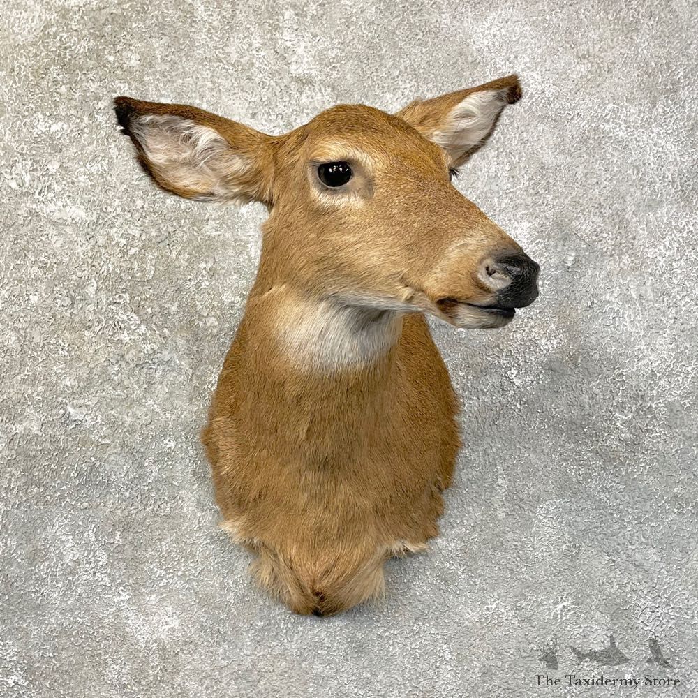 Whitetail Deer Doe Shoulder Mount For Sale #24620 @ The Taxidermy Store