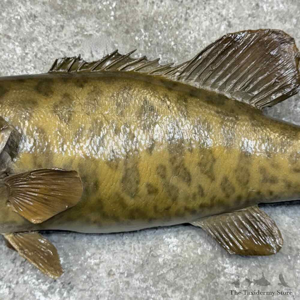Smallmouth Bass Fish Mount For Sale #30460 @ The Taxidermy Store
