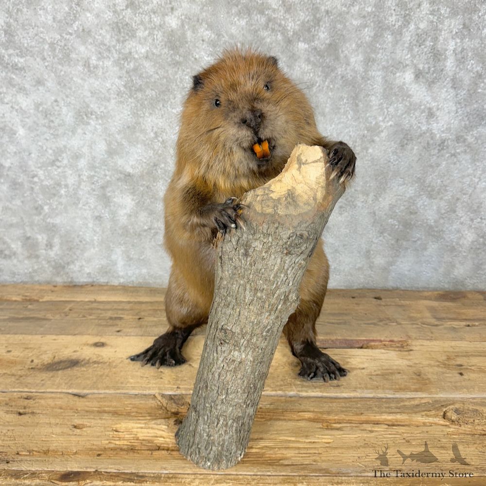 North American Beaver Mount For Sale #29529 @ The Taxidermy Store