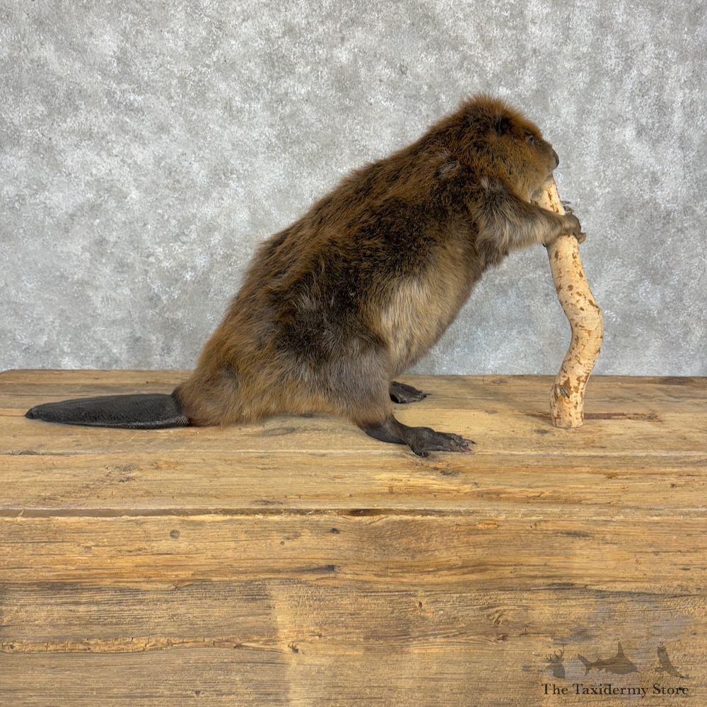 North American Beaver Mount For Sale #29345 @ The Taxidermy Store