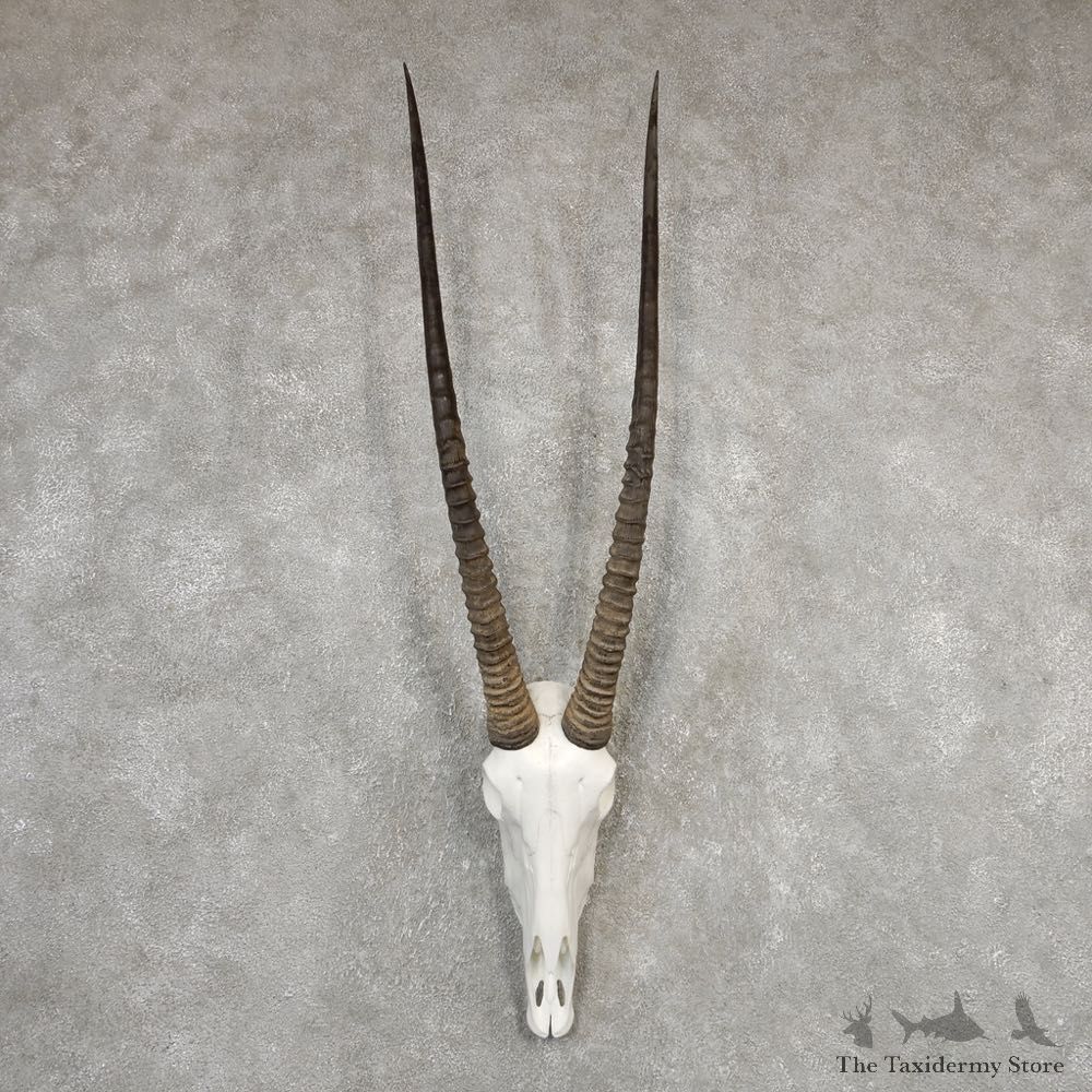 Gemsbok Skull Horns European Plaque Mount #20327 For Sale @ The Taxidermy Store