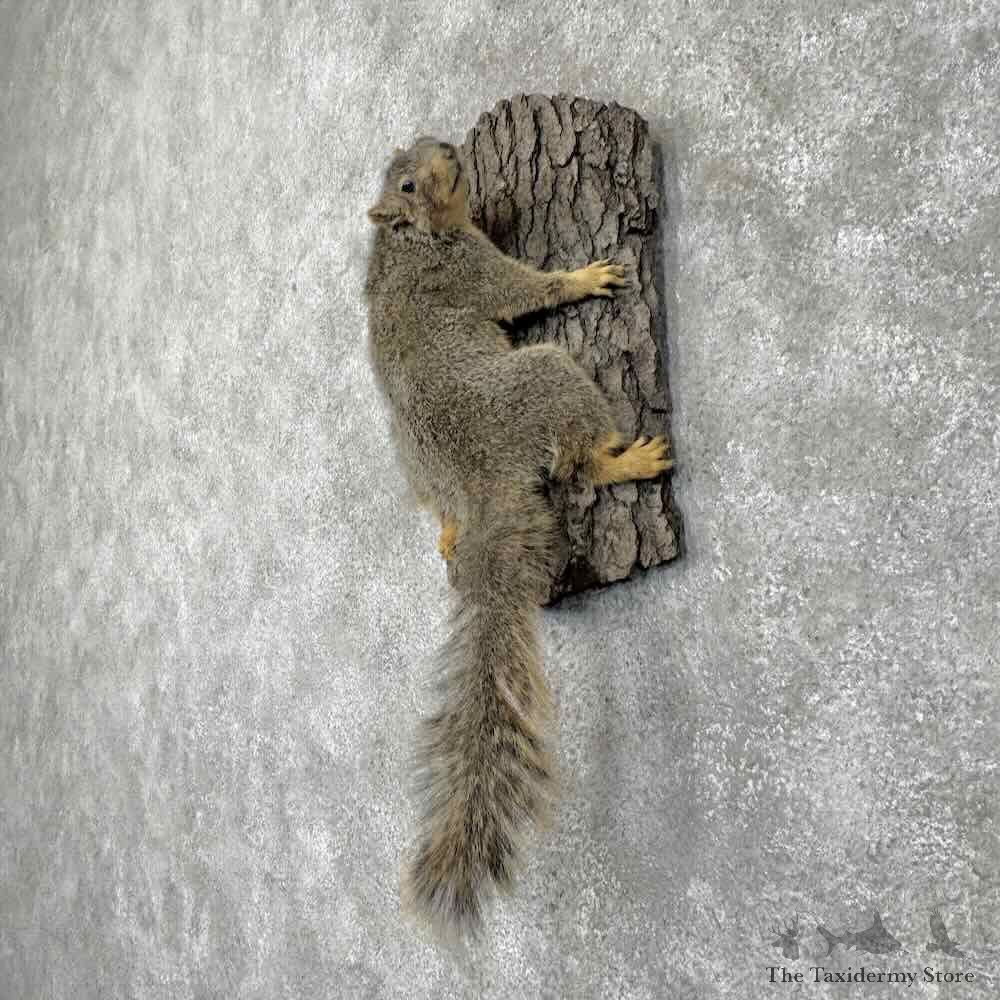 Fox Squirrel Life-Size Mount For Sale #30467 @ The Taxidermy Store