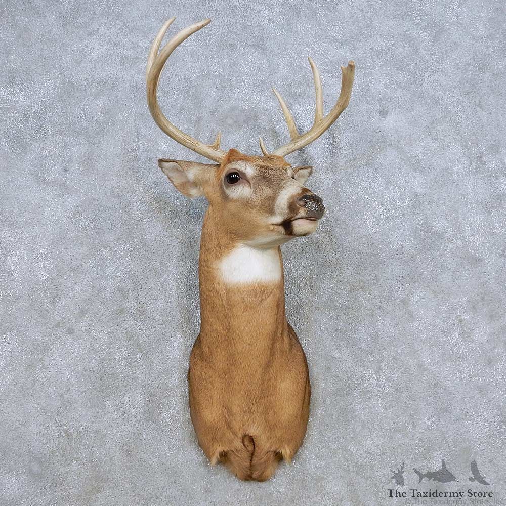Whitetail Deer Shoulder Mount For Sale #14308 @ The Taxidermy Store