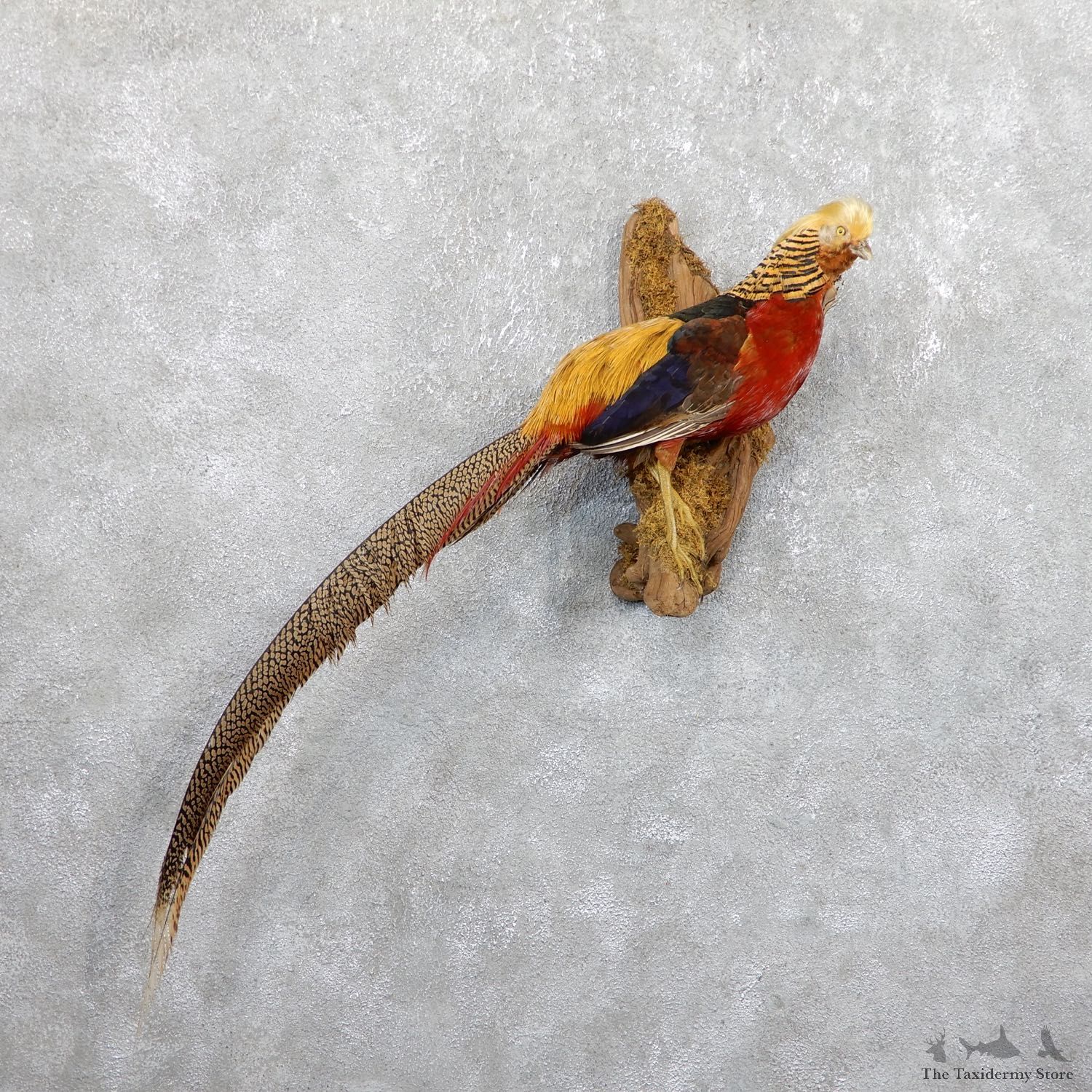 Golden Pheasant Mount For Sale #19562 @ The Taxidermy Store
