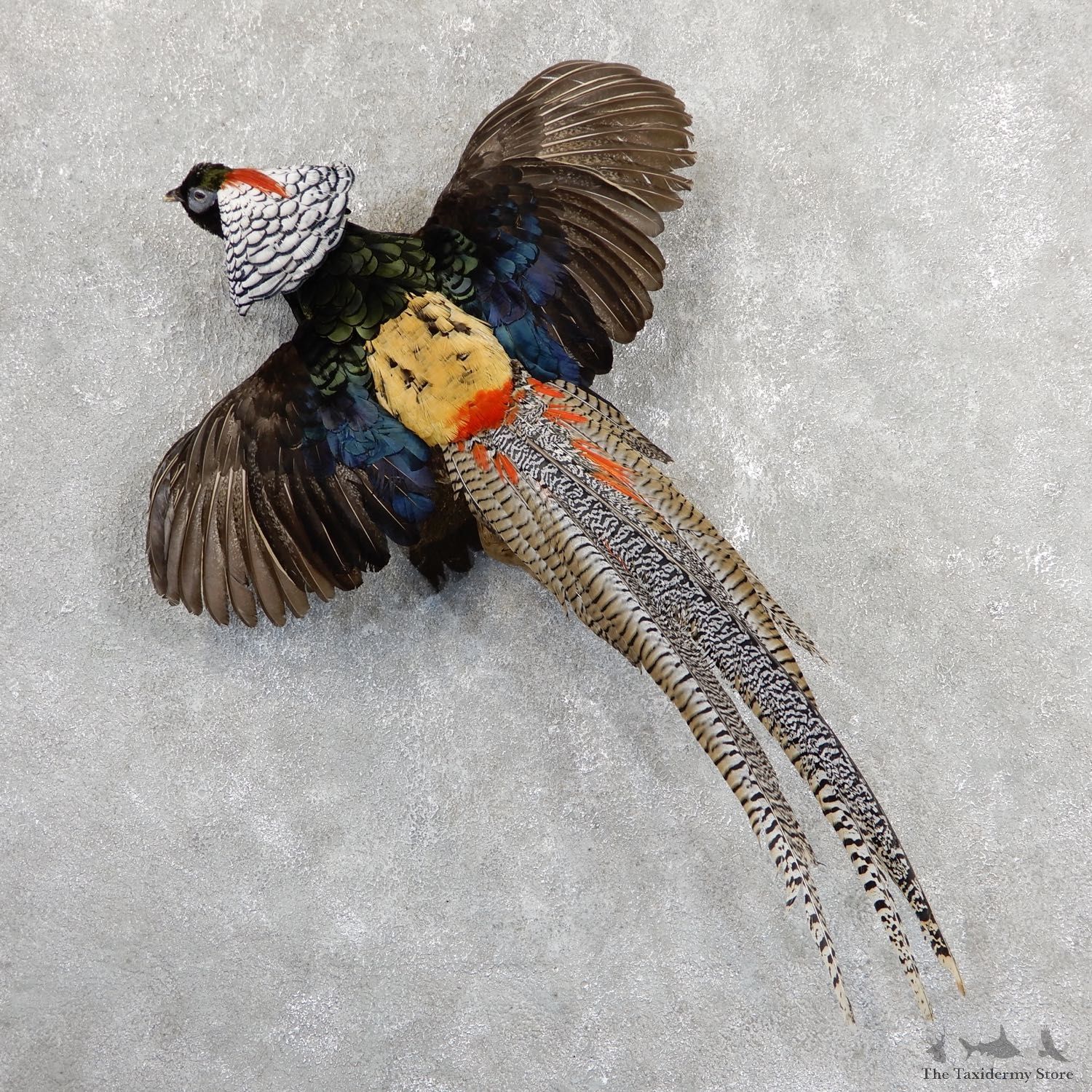 Flying Lady Amherst Pheasant Taxidermy #19649 For Sale @ The Taxidermy Store