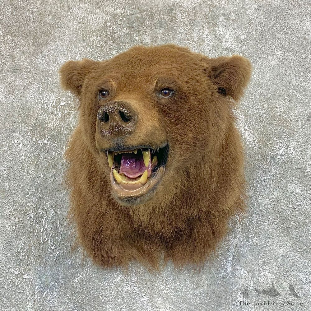 Grizzly Bear Shoulder Mount For Sale #23935 @ The Taxidermy Store