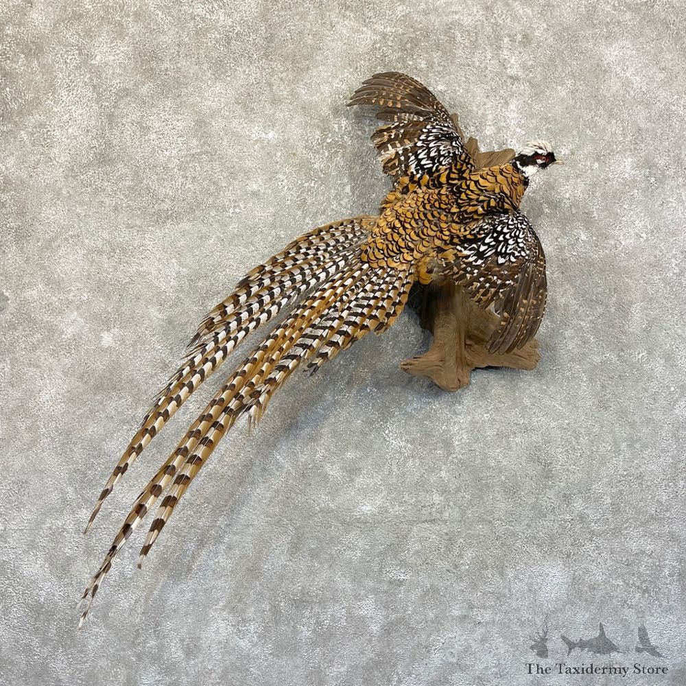 Reeves Pheasant Life-Size Mount #25003 For Sale @ The Taxidermy Store