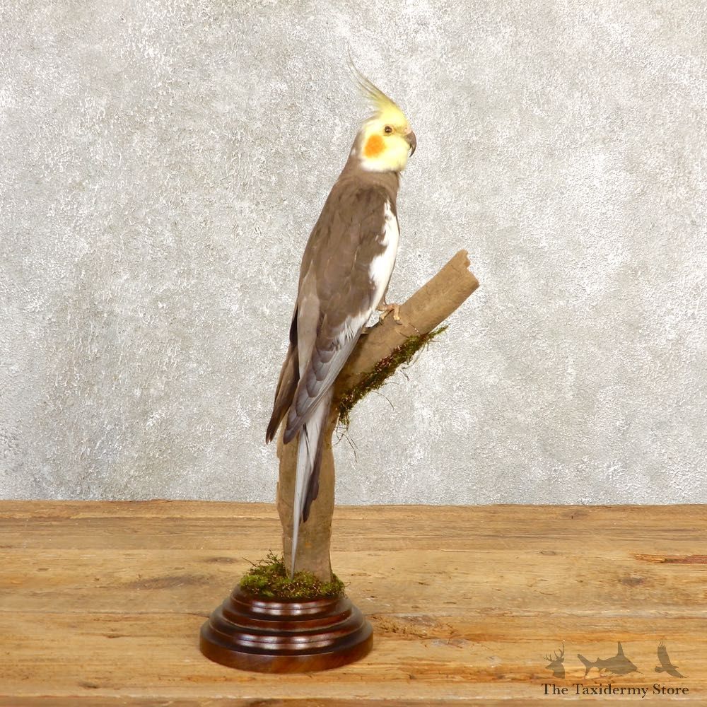 Perched Cockatiel Mount For Sale #20621 @ The Taxidermy Store
