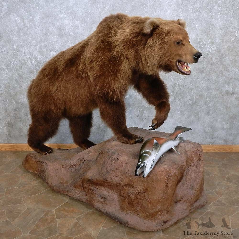 Grizzly Bear w/ Coho Salmon Mount For Sale #15639 @ The Taxidermy Store