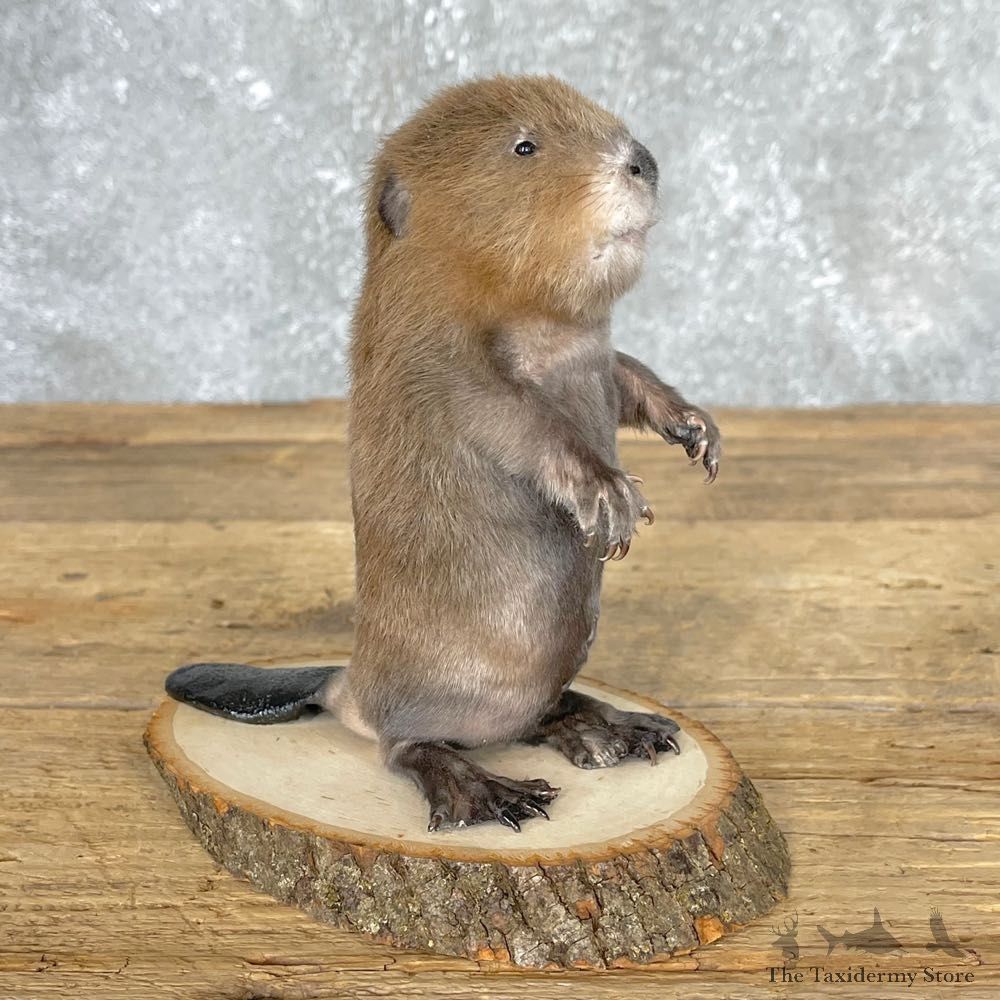 Baby North American Beaver Mount For Sale #24452 @ The Taxidermy Store