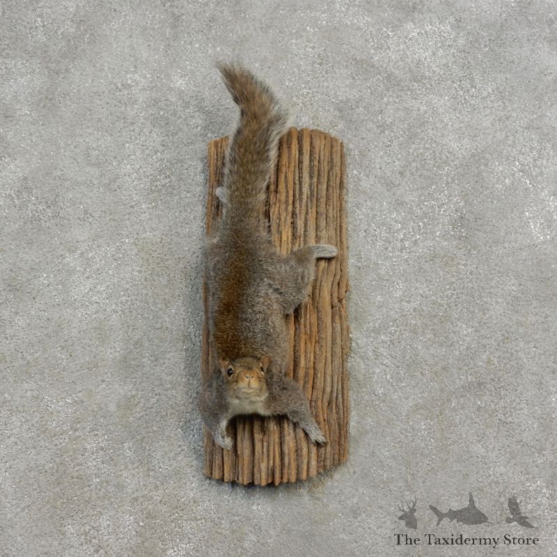 Grey Squirrel Life-Size Mount For Sale #17181 @ The Taxidermy Store