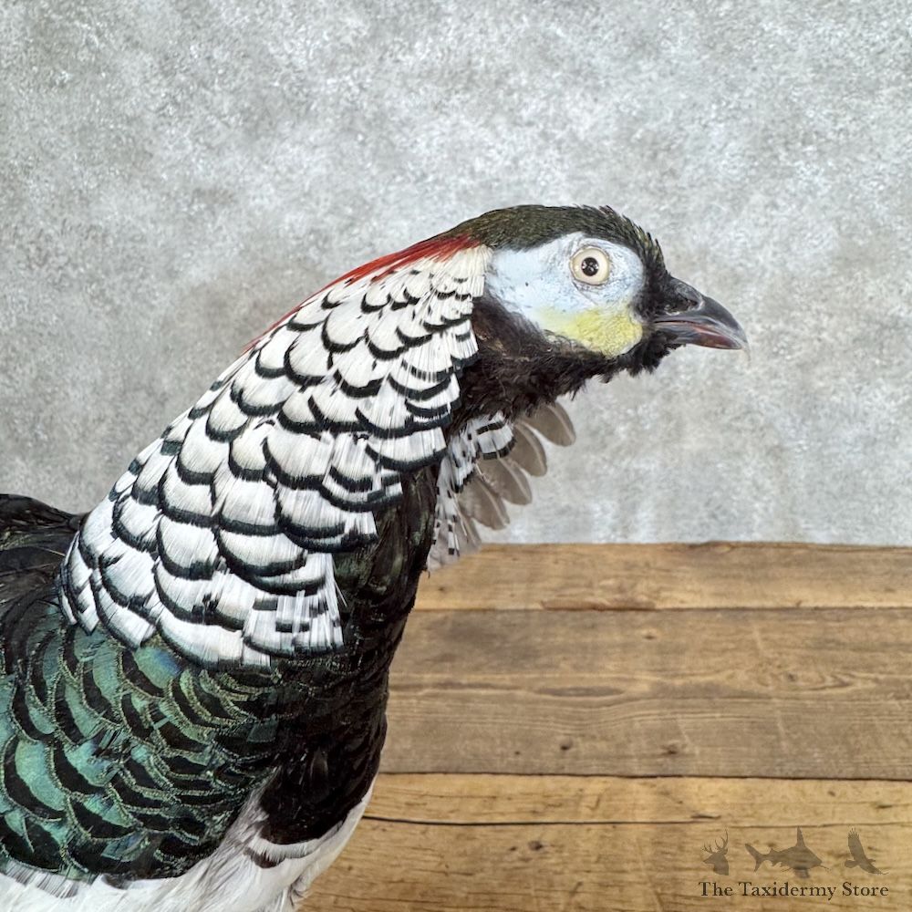 Lady Amherst Pheasant Bird Mount For Sale #30055 @ The Taxidermy Store