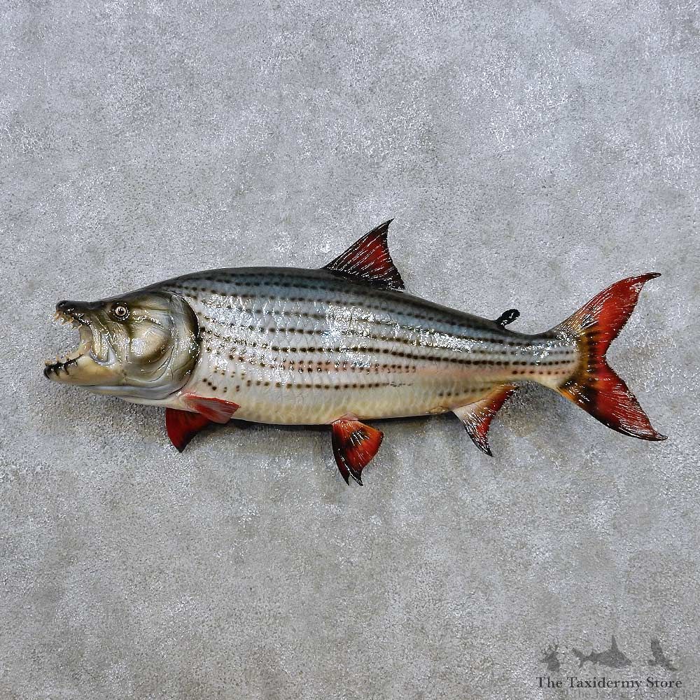 Tiger Fish Mount For Sale #14376 @ The Taxidermy Store