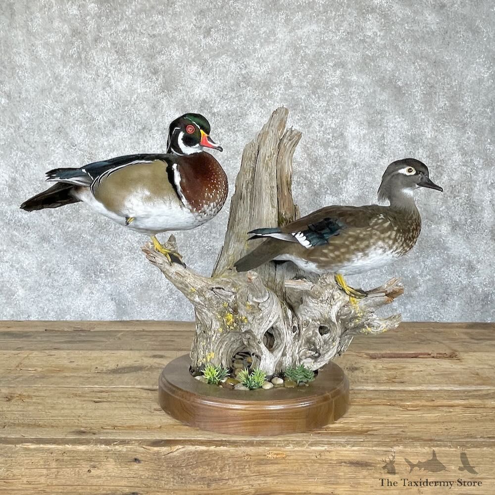 Wood Duck Pair Bird Mount For Sale #28230 @ The Taxidermy Store