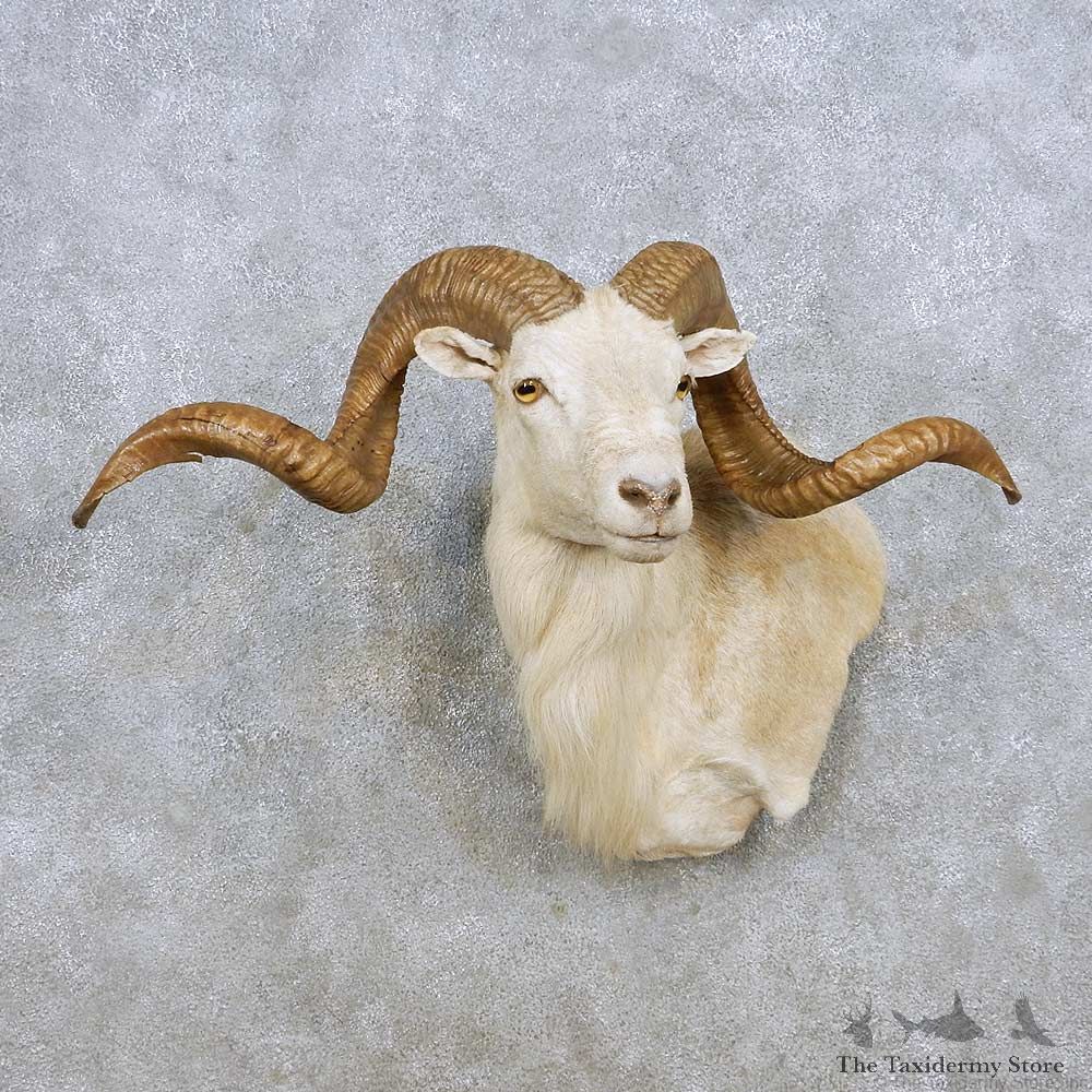Corsican Ram Wall Pedestal Mount For Sale #14272 @ The Taxidermy Store