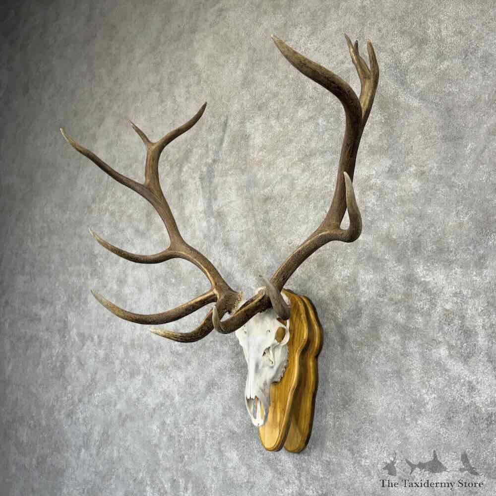 Rocky Mountain Elk Skull European Mount For Sale #32350 @ The Taxidermy Store