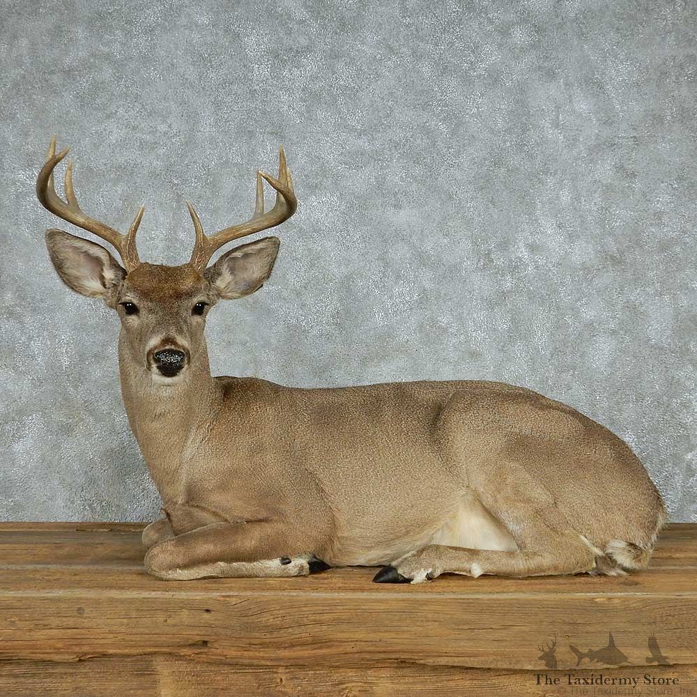 Coues Deer Life Size Mount #13529 For Sale @ The Taxidermy Store