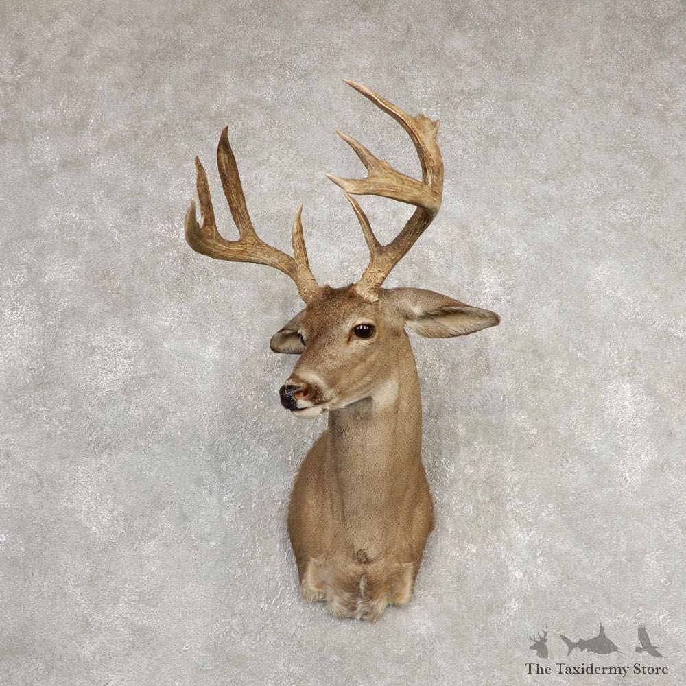 Coues Deer Shoulder Mount For Sale #20368 @ The Taxidermy Store
