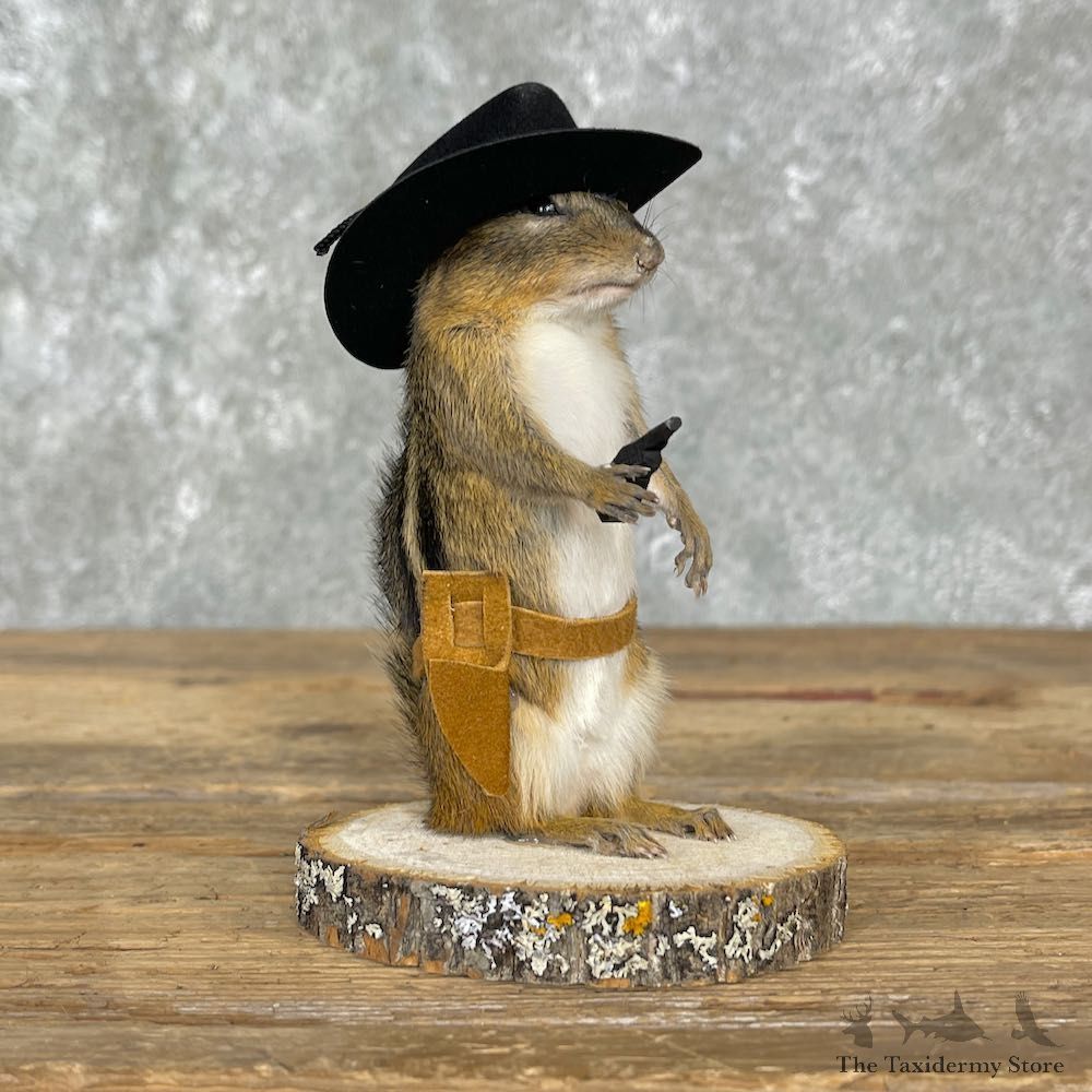 Cowboy Chipmunk Novelty Mount For Sale #25530 @ The Taxidermy Store