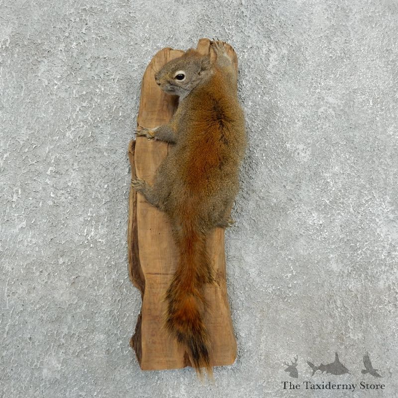 Red Squirrel Life-Size Mount For Sale #18202 @ The Taxidermy Store