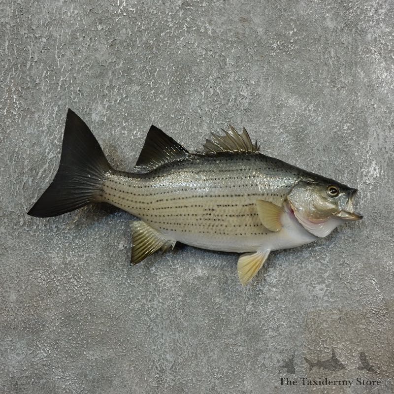 Striped Bass Freshwater Fish Mount For Sale #17788 @ The Taxidermy Store