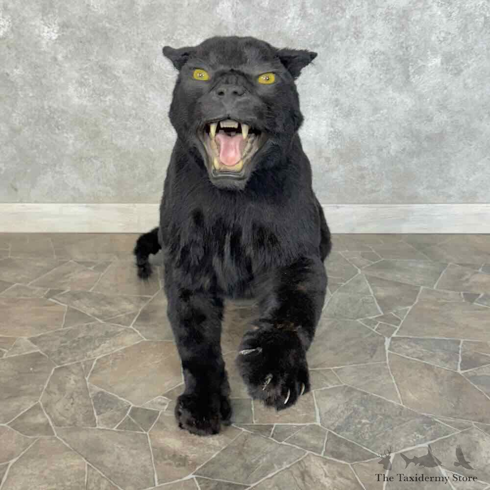 Black Panther Life-Size Mount For Sale #31231 @ The Taxidermy Store