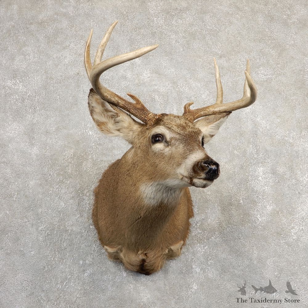 Whitetail Deer Shoulder Mount For Sale #20823 @ The Taxidermy Store