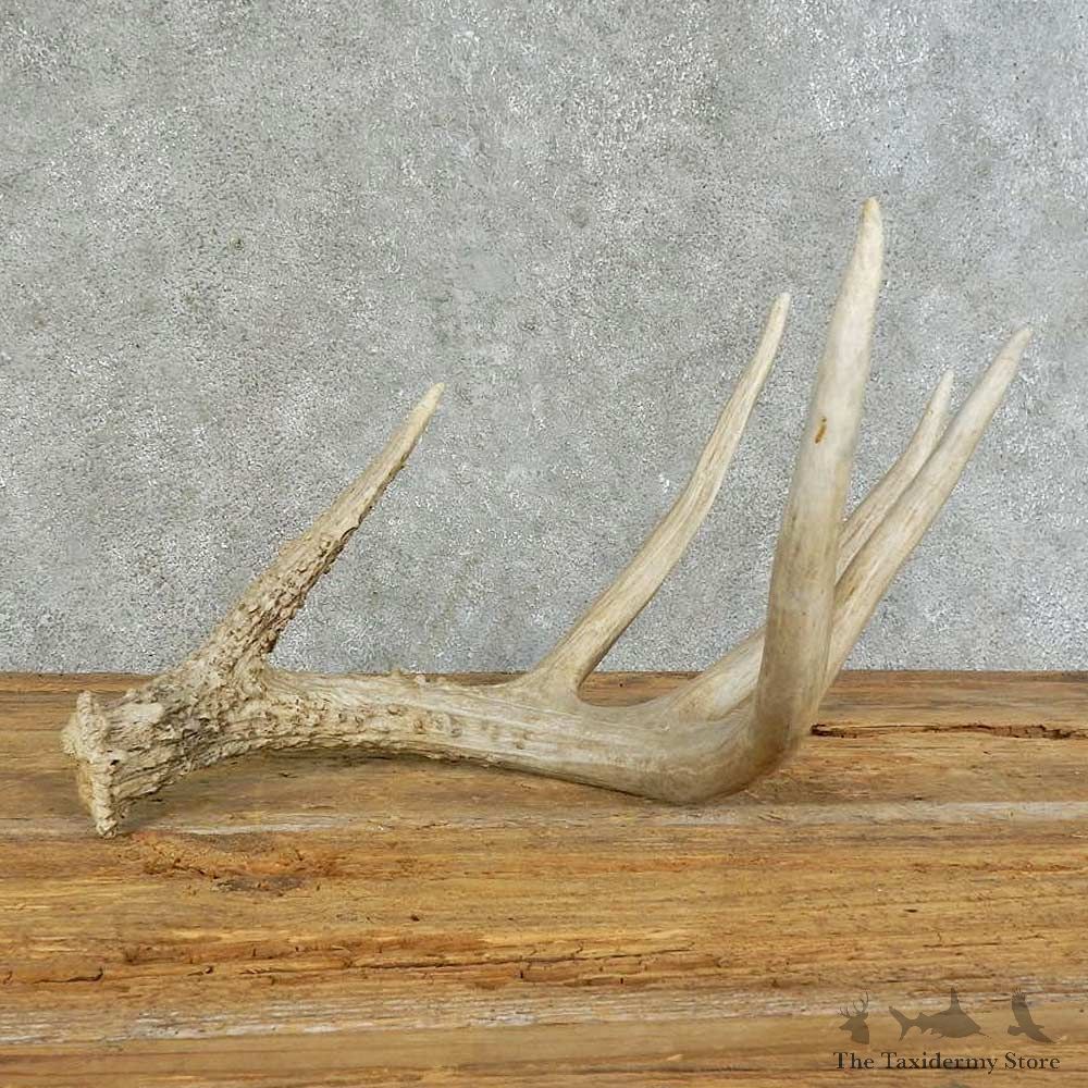 Whitetail Deer Antler Shed For Sale #16145 @ The Taxidermy Store