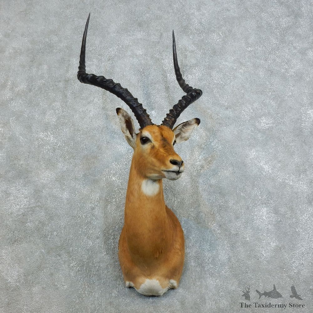 African Impala Shoulder Mount For Sale #18539 @ The Taxidermy Store